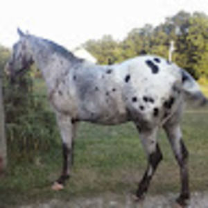 Meet your Posher, Barbara